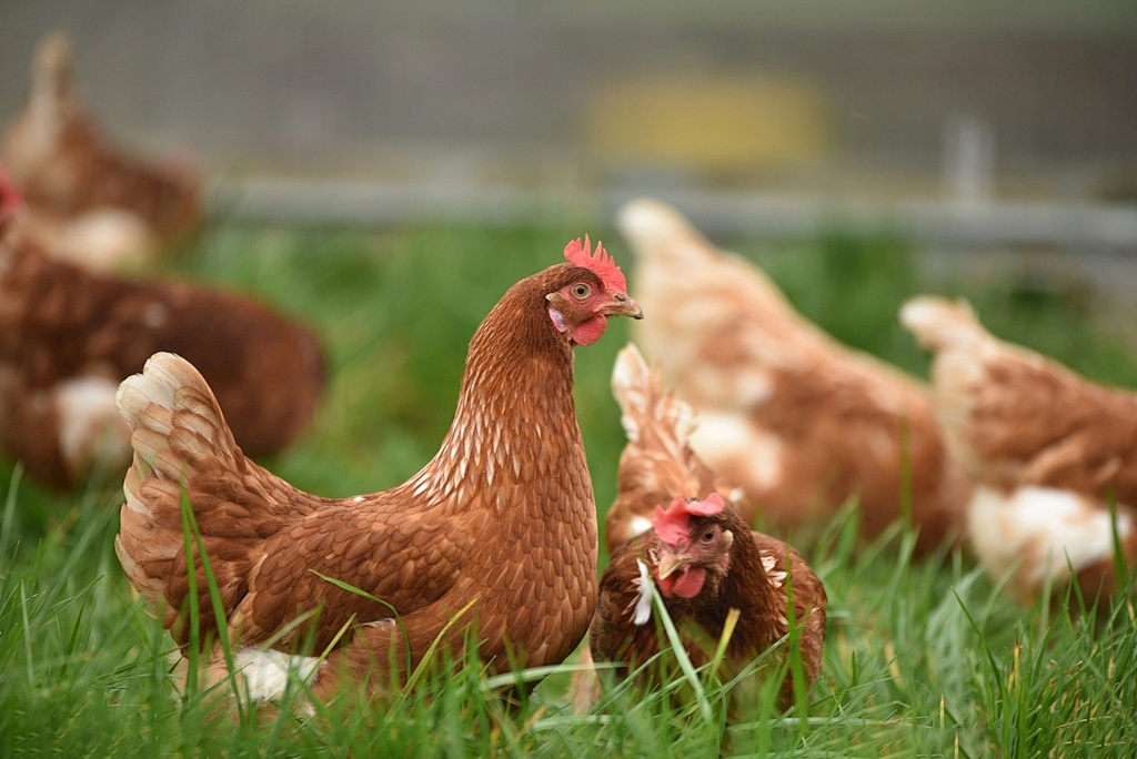 0cf3c9477162ac44be6570c22cc46c8d3d5f6b3e654d4-1ApPpT_fw1200