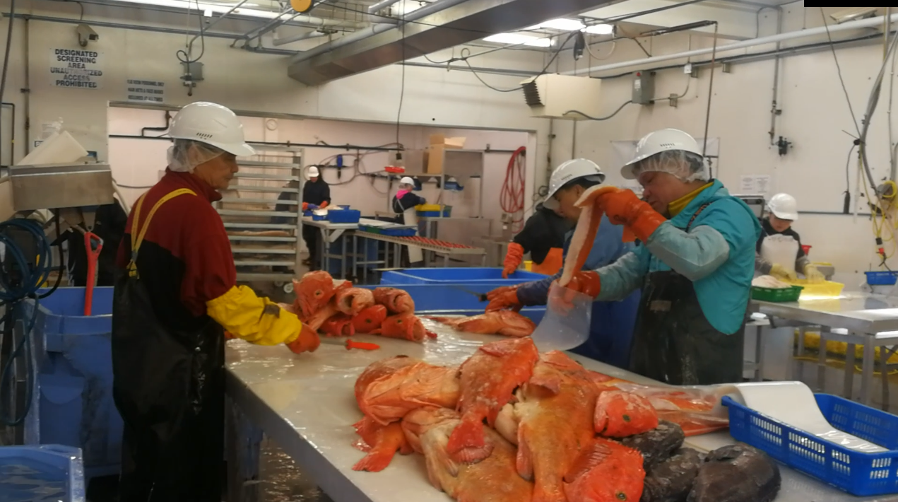 ICESTA Successfully Delivers 60-Ton Flake Ice & Fully Automated Storage & Delivering System for North American Offshore Fishing